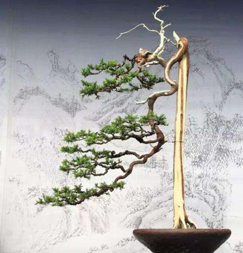 文人树盆景的表现空间有多大