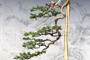 文人树盆景的表现空间有多大