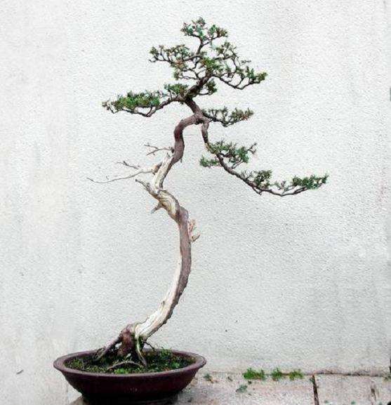 文人树盆景需要禅定的功夫吗