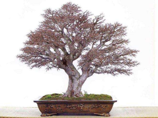 盆景艺术在国内有院校吗