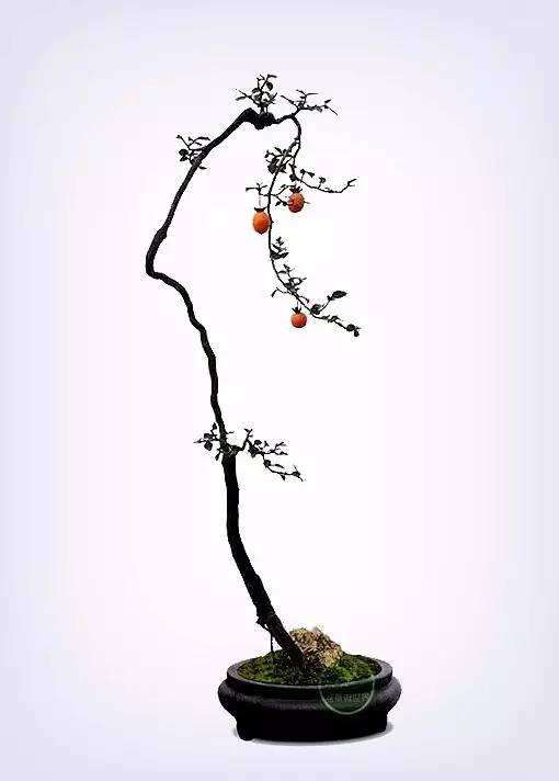 文人树盆景的文在那里 谁知道