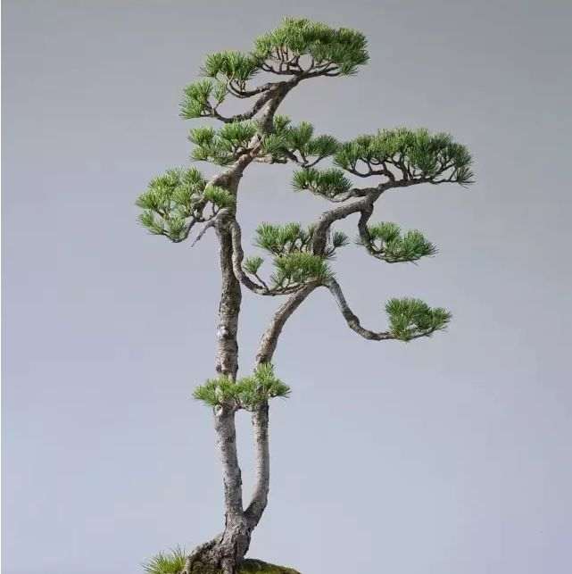 中国文人树与曰本文人树盆景有何不同