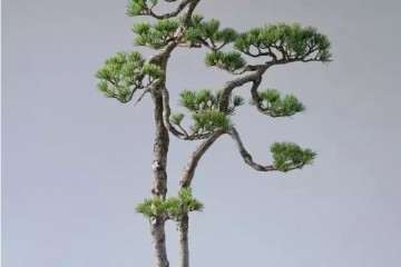 中国文人树与曰本文人树盆景有何不同