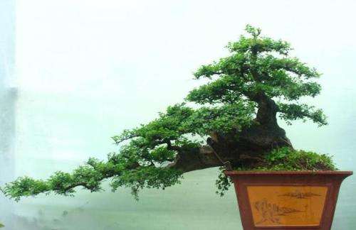 盆景设计图对盆景创作有何帮助