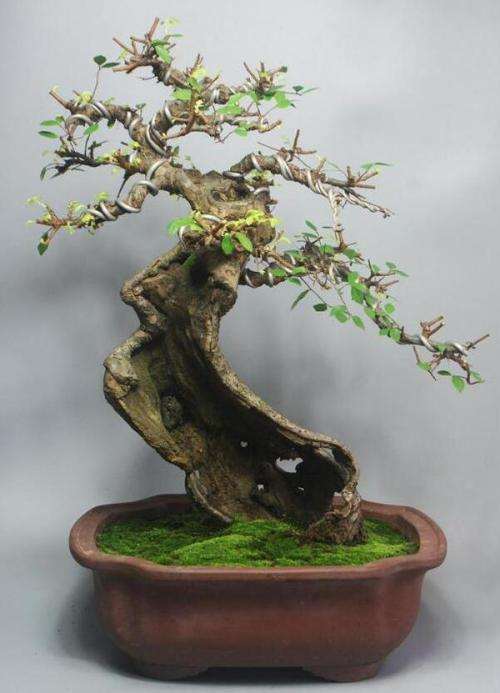 学风景园林为何要必修盆景艺术课