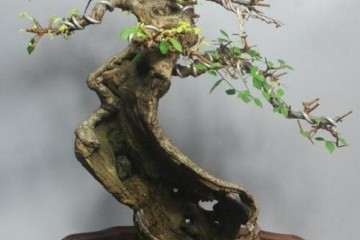 我想开设盆景艺术课 应是有他的道理的