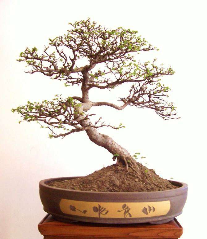 盆景与园林艺术形式的关联突显在那些方面