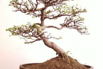 盆景与园林艺术形式的关联突显在那些方面