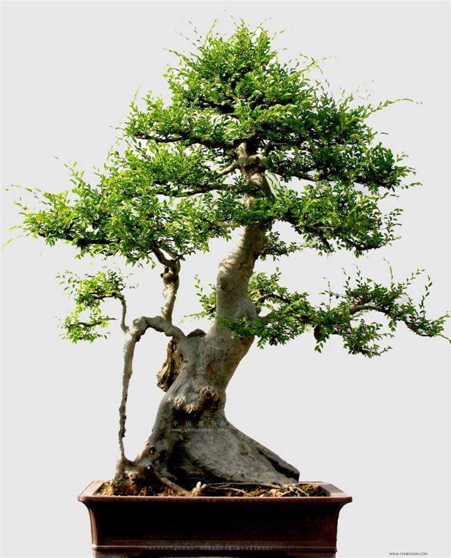 盆景的艺术空间到底还有多大