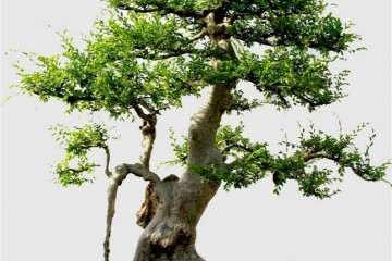 盆景的艺术空间到底还有多大