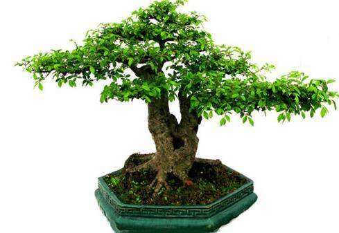 学盆景需修养哪些东西