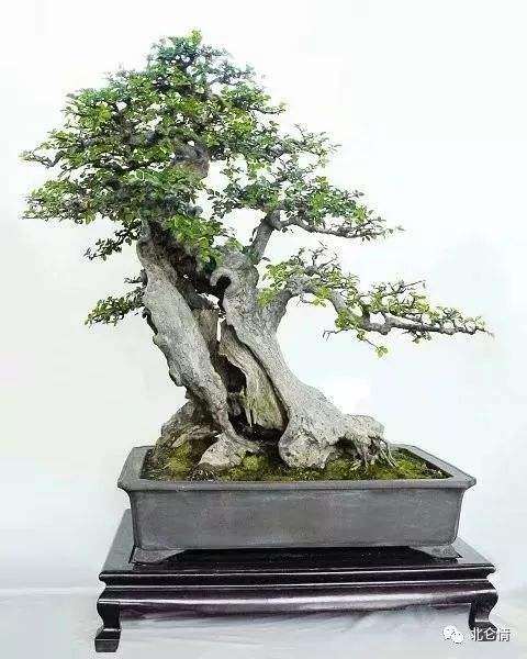 园林营造与树石盆景