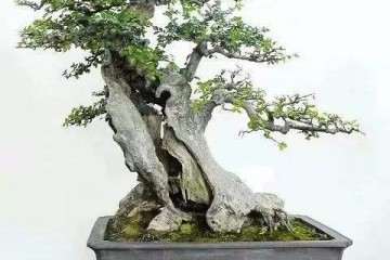 园林营造与树石盆景 山水盆景的关系