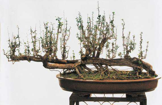 学盆景需要拜师吗