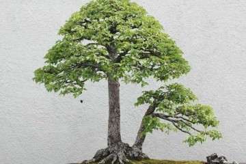 拜师学习盆景制作