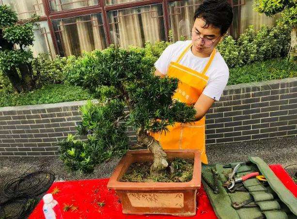 是他把如派盆景推向了世界