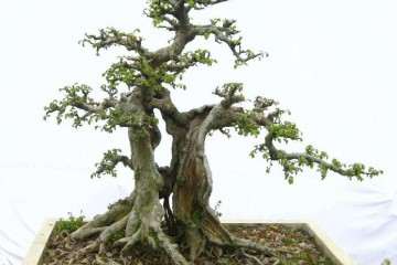 学盆景 先学什么 要从那入手