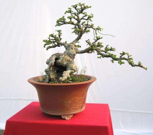 中国盆景艺术的流派有多少家