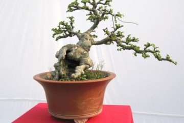 中国盆景艺术的流派有多少家