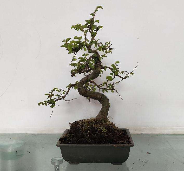 中国盆景艺术为何有流派 你对流派的看法