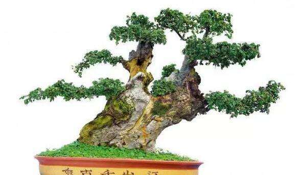 秋天盆景养护怎么浇水施肥的方法