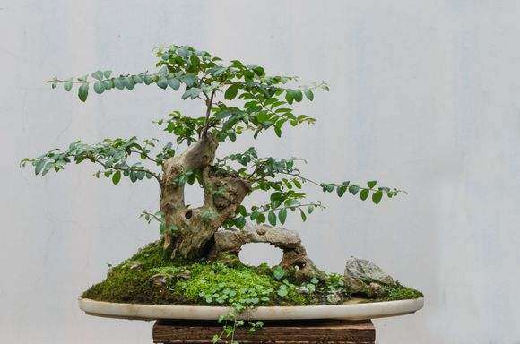 禅意性是文人树盆景艺术的特质吗