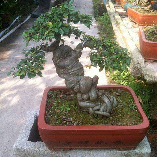 盆景流派对中国盆景艺术发展有利还是有弊