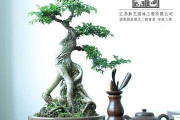 为什么日本盆景蒸蒸日上