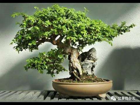 为什么盆景修剪时间一般在夏季最好