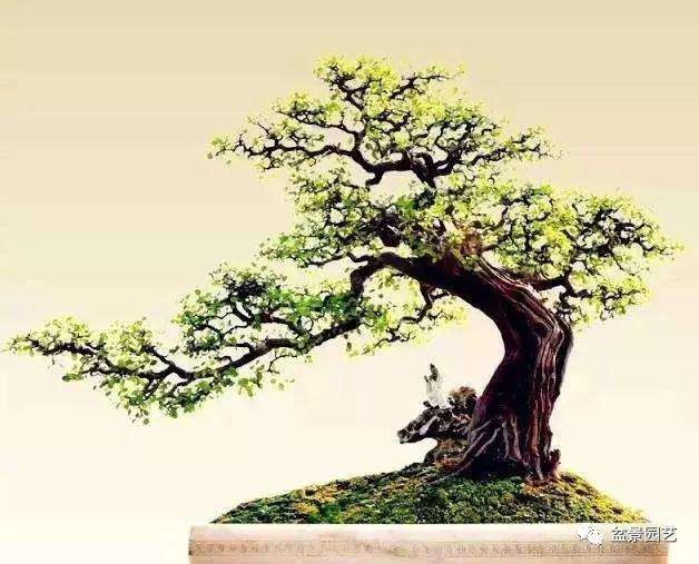 为什么雀梅盆景施肥过多枝叶会陡长