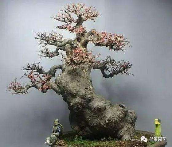 榆树老桩盆景怎么制作的方法