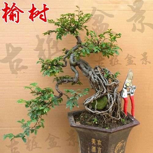 盆艺盆易网致力推广中国盆景艺术发展