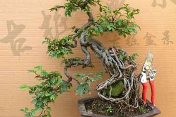 盆艺盆易网致力推广中国盆景艺术发展