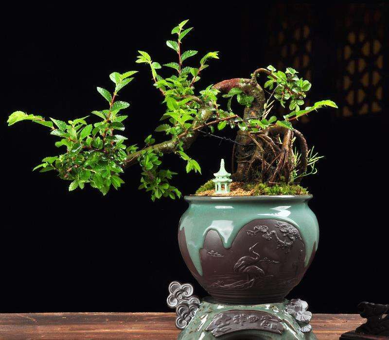 首届全国盆景职业技能竞赛报名简章