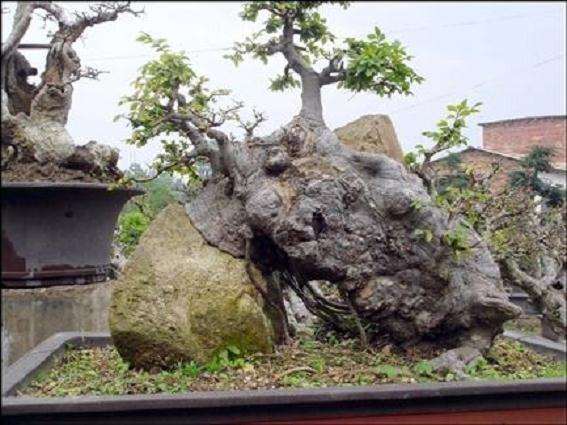 首届全国盆景职业技能竞赛报名简章