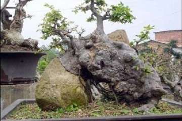 首届全国盆景职业技能竞赛报名简章