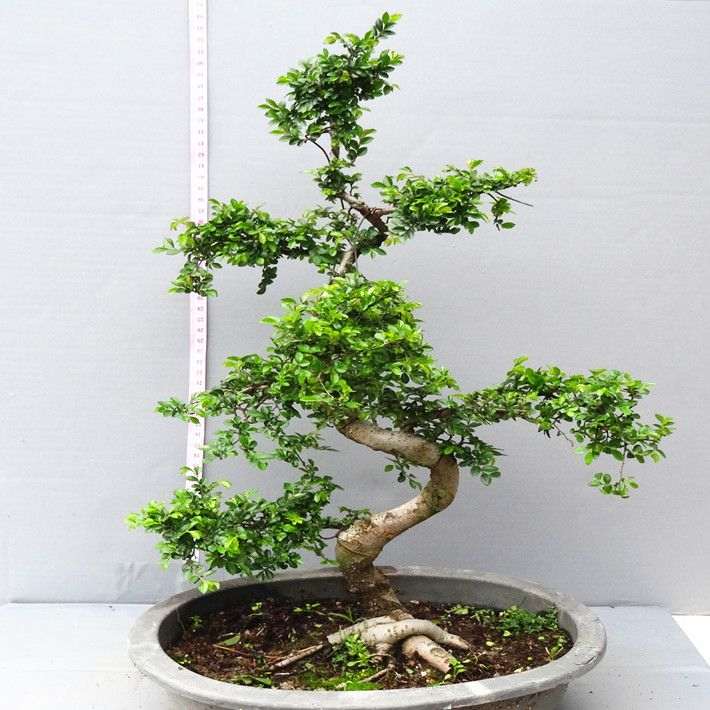 怎么催生黑松盆景的枝头发芽的方法