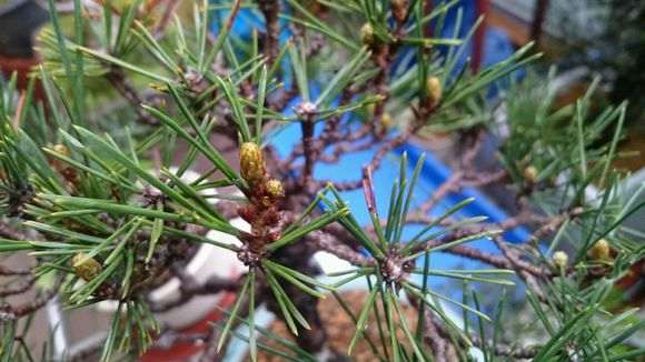 怎么催生黑松盆景的枝头发芽的方法