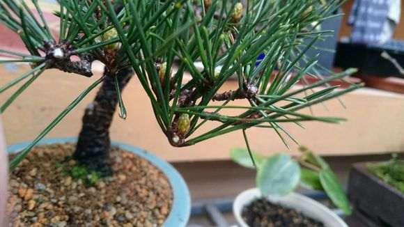 怎么催生黑松盆景的枝头发芽的方法