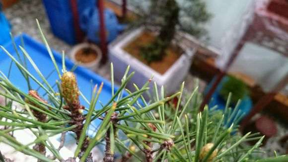 怎么催生黑松盆景的枝头发芽的方法