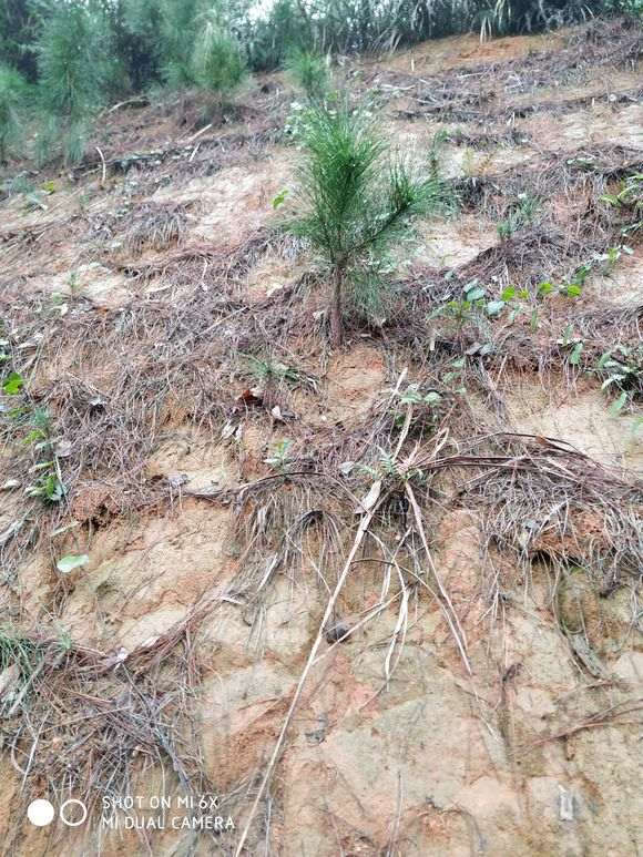 不知是黑松还是马尾松下山桩 有价值挖吗