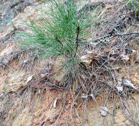 不知是黑松还是马尾松下山桩 有价值挖吗