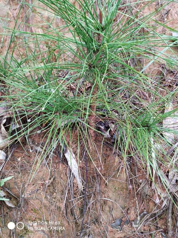 不知是黑松还是马尾松下山桩 有价值挖吗