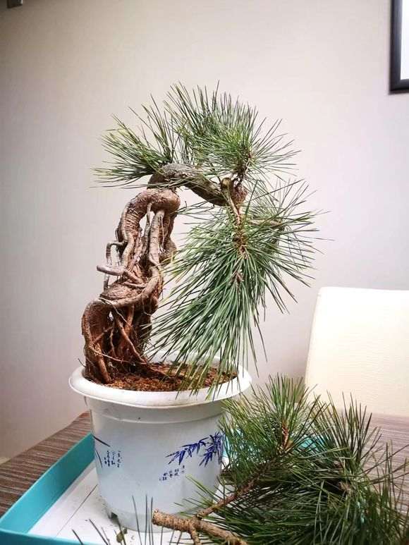 黑松盆景上盆一年后修剪蟠扎的效果