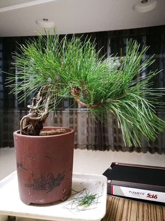 黑松盆景上盆一年后修剪蟠扎的效果