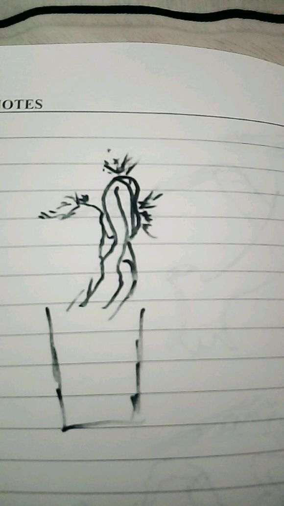 黑松盆景上盆一年后修剪蟠扎的效果