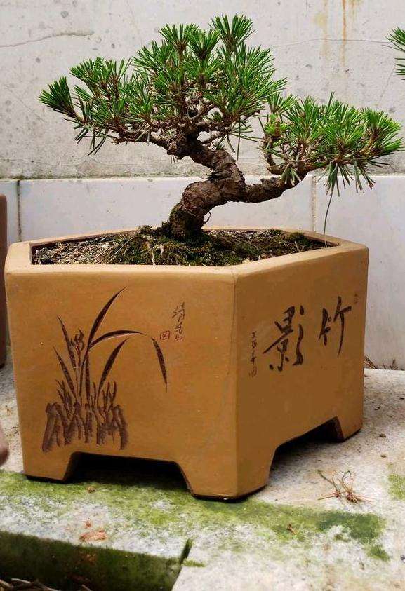 黑松盆景只要不在室内养护 都是没问题的