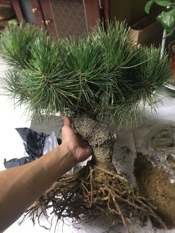 看看这个黑松下山桩怎么样