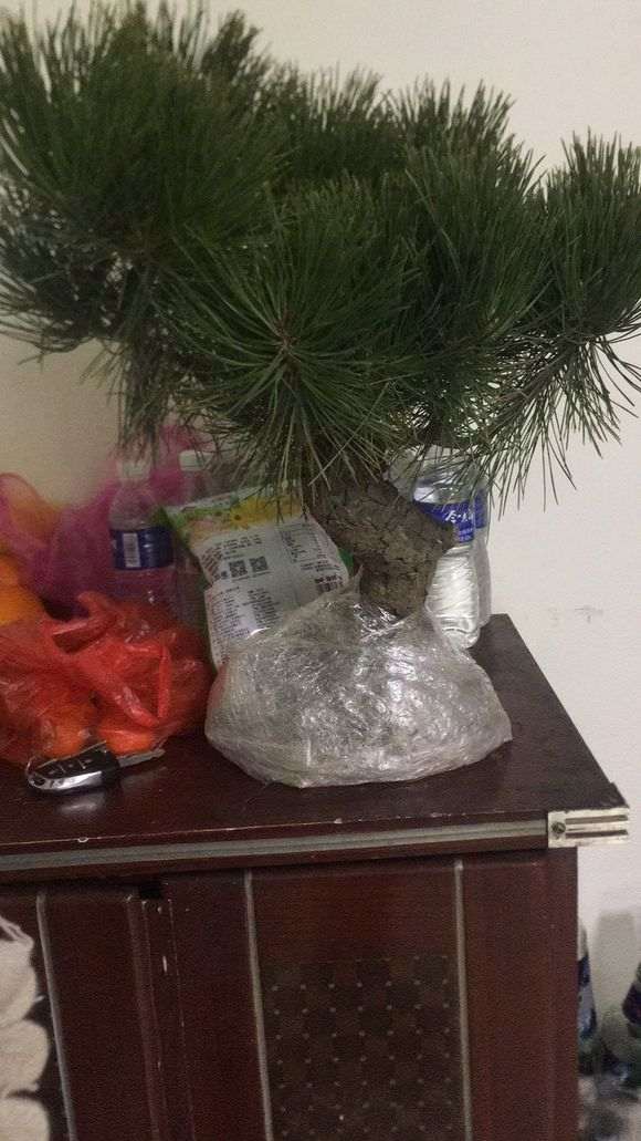 看看这个黑松下山桩怎么样