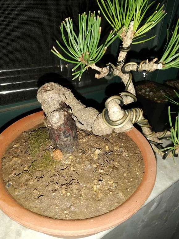 黑松下山桩